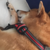 ニンフィア好き