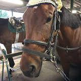 まいまいチャンネル