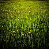 ネガティブンヌ