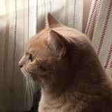 しんぐちゃんぐ