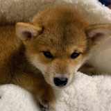 ラッキーかいち