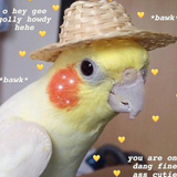 CockatielCowboy