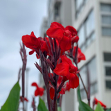 タカハシイシン