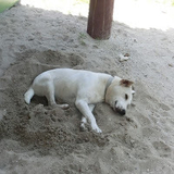 Masashi Matsubayashi