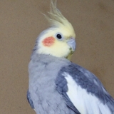 ぽぽちゃんまま