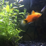 よーするによーなんだ