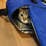 スズちゃんチャンネル