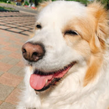 ウーピーハンバーグ