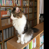 あんこときなこ