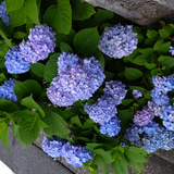 チアゴまておチロ