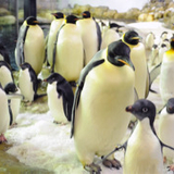 シャンパンタワー