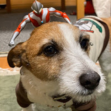 やまやまてんてん