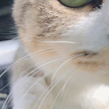 なのちゃんぽんめん