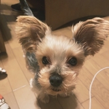 miki🦊声優志望！