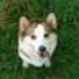 さすらいのワンコ