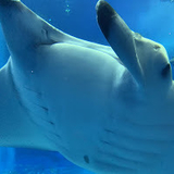 ﾌﾜﾗｰｱｰｽ