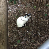 オラージュえいと