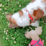 ふんふんを訪れて