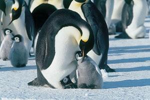 モフモフ 子ペンギンがかわいすぎる 皇帝ペンギン 本編映像 映画ニュース 映画 Com