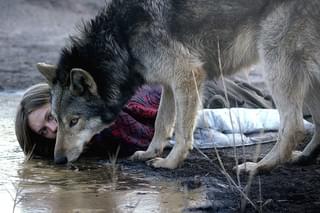 オオカミとの恋の始まり ワイルド わたしの中の獣 本編映像入手 映画ニュース 映画 Com